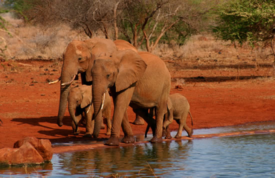 3 Days Kenya Road Safari Package from Mombasa